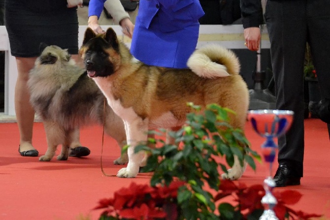 D'Etoily Valy - Expo  CACIB de BORDEAUX  2015