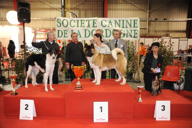 D'Etoily Valy - Expo  CACIB  de  PERIGUEUX   2015