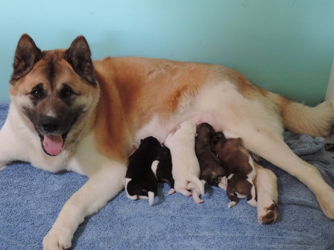 D'Etoily Valy - Naissance des 5 chiots de Pinky & CH. Gulliver